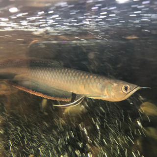 ブラックアロワナ　美個体　約30cm