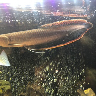 ブラックアロワナ　美個体　約30cm