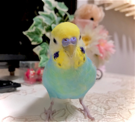 迷い鳥です 助けて下さい みか 東刈谷の手伝って 助けての助け合い ジモティー