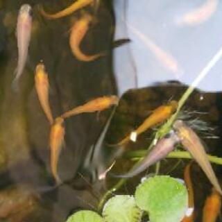 生クロレラ メダカに 稚魚に 針子に 元気になります ミーメ 御殿場のその他の中古あげます 譲ります ジモティーで不用品の処分