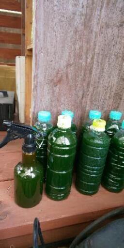 生クロレラ メダカに 稚魚に 針子に 元気になります ミーメ 御殿場のその他の中古あげます 譲ります ジモティーで不用品の処分