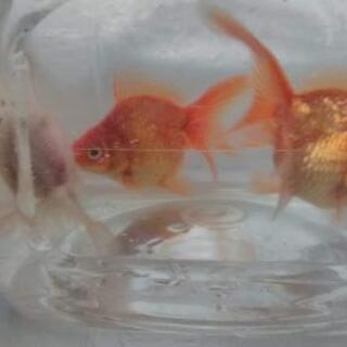 交渉中残1匹金魚1匹50円東錦 琉金 の子供2歳 ことちゃん 東岡崎のその他の中古あげます 譲ります ジモティーで不用品の処分