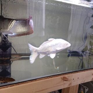 1cm水槽 水槽台セット まみん 一之江のその他の中古あげます 譲ります ジモティーで不用品の処分