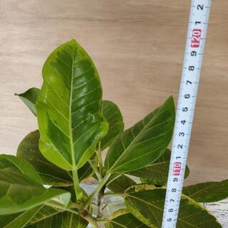 【観葉植物】フィカス・アルテシーマ　受皿付