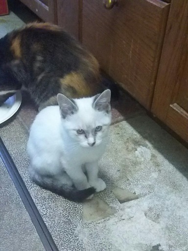 1歳未満の子猫3匹＋母猫の里親になって下さる方！ (tomo3) 柏の葉 