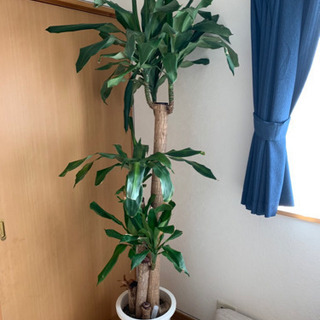 観葉植物　高さ180cmくらいあります。