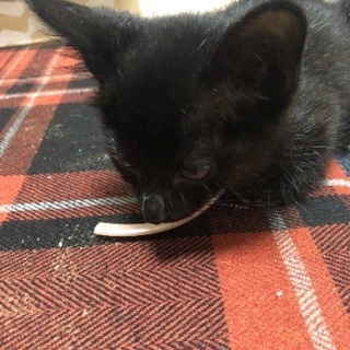生後1ヶ月程度の黒猫の子猫 - 新居浜市