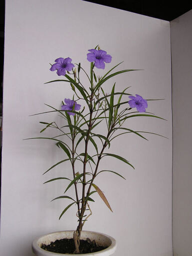 ヤナギバルイラソウ 紫色の大輪の花 宿根草２株４００円 Mr F 矢野の家庭用品 ガーデニング の中古あげます 譲ります ジモティーで不用品の処分