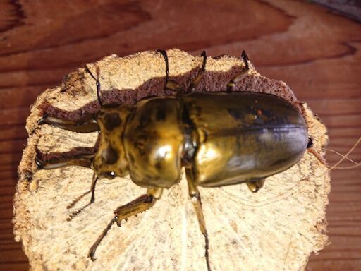 ローゼンオニクワガタ♂72㎜♀50㎜郵送しません‼️