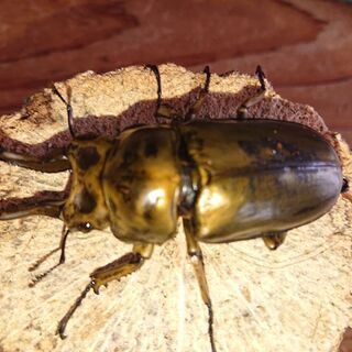 ローゼンオニクワガタ♂72㎜♀50㎜郵送しません‼️ ローゼンオニクワガタ♂72㎜♀50㎜郵送しません‼️