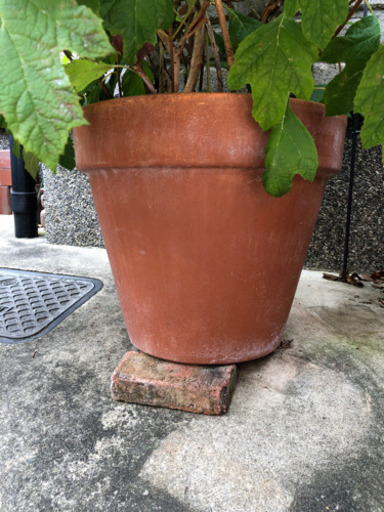 カシワバアジサイの鉢植えを差し上げます ろむろむ 長岡天神のその他の中古あげます 譲ります ジモティーで不用品の処分 カシワバアジサイの鉢植えを差し上げます ろむろむ 長岡天神のその他の中古あげます 譲ります ジモティーで不用品の処分