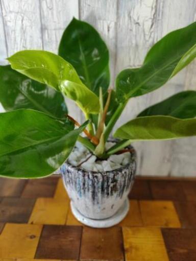 【観葉植物】インペリアル ゴールド 受皿付