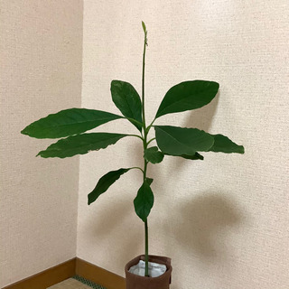 アボカド苗木　観葉植物　D