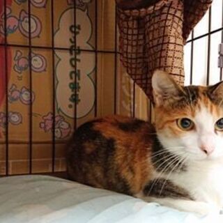 里親募集への質問 ペットのおうち 応募者向けアンケート回答内容 ペットの飼育経験はありますか 幼少の頃 雑種の犬を仔 Jupes Jupe 小平の猫の里親募集 ジモティー