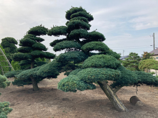 千葉発 五葉松 植木 庭木 業者向け