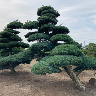 千葉発 五葉松 植木 庭木 業者向け