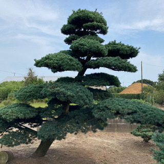 【五葉松】 樹高 70cm 樹齢80年】盆栽 五葉松 高さ70cm