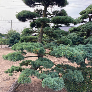 植木　庭木　五葉松　