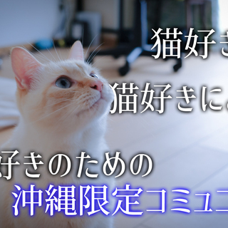 沖縄 猫 猫好きの 猫好きによる 猫好きのためのコミュニティ たつろー 浦添前田のその他のメンバー募集 無料掲載の掲示板 ジモティー