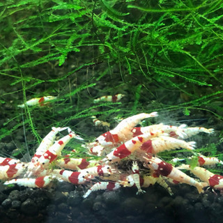 奈良県の中古シュリンプが無料 格安で買える ジモティー