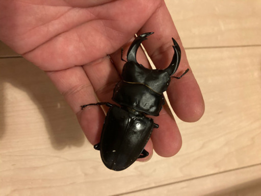 オオクワガタ 能勢SR 同腹ペア (84.7×54.5)