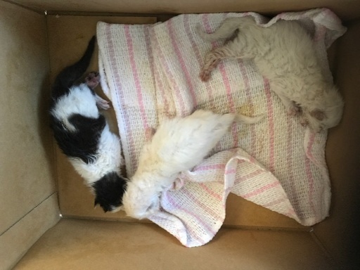 生まれたての猫です シルク 大月の猫の里親募集 ジモティー