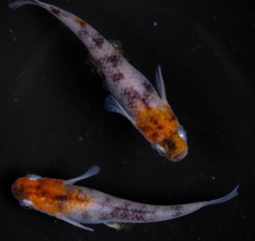 めだか稚魚ブラックダイヤ ドラゴンブルー 雲州三色 Ehir 石岡のその他の中古あげます 譲ります ジモティーで不用品の処分 めだか稚魚ブラックダイヤ ドラゴンブルー 雲州三色 Ehir 石岡のその他の中古あげます 譲ります ジモティーで不用品の処分