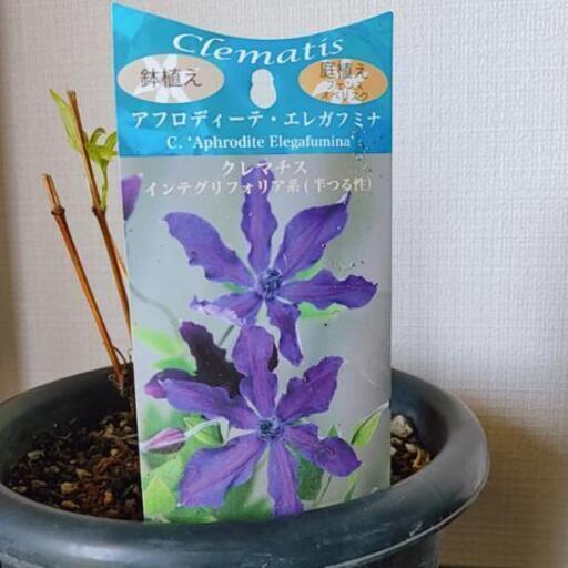 クレマチス鉢植え 品種 アフロディーテ エレガフミナ ふくちゃん 十三のその他の中古あげます 譲ります ジモティーで不用品の処分
