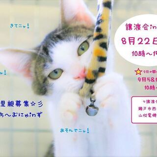 猫の譲渡会 in 瀬戸 ちーむ にゃいんず ８月２２日開催