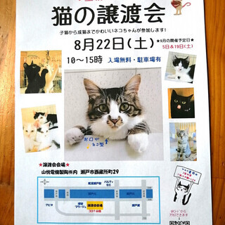 猫の譲渡会 in 瀬戸 ちーむ にゃいんず ８月２２日開催 - 瀬戸市