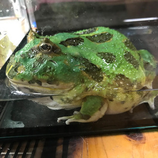 クランウェルツノガエル🐸