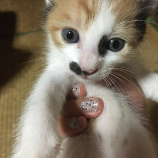 2ヶ月ぐらいの子猫 5匹 − 埼玉県