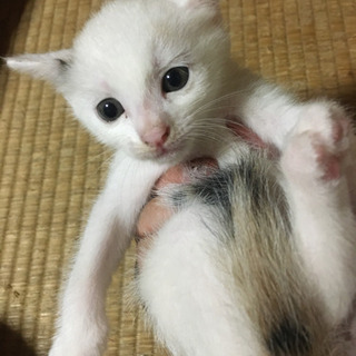 2ヶ月ぐらいの子猫 5匹の画像