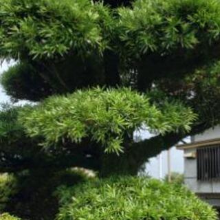 イヌマキという気を探してます！槇の木です！ − 長崎県