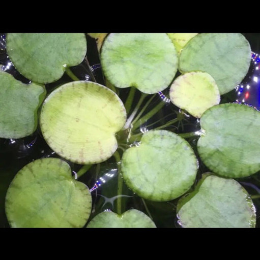 無農薬水草 浮き草 アマゾンドワーフフロッグピット Sksk 国立のその他の中古あげます 譲ります ジモティーで不用品の処分