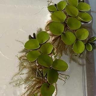浮き草サルビニアククラータ まさとし 新潟の家具の中古あげます 譲ります ジモティーで不用品の処分