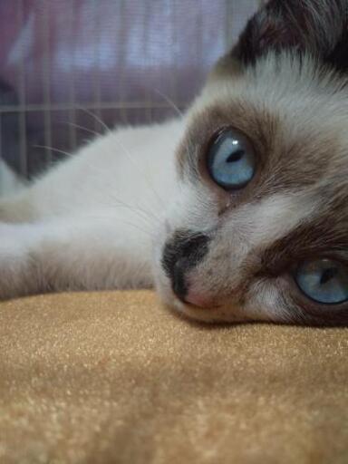 ラグドール シャムっぽい見た目です男の子子猫 つーちゃん 鍋島の猫の里親募集 ジモティー