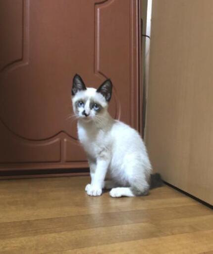 ラグドール シャムっぽい見た目です男の子子猫 つーちゃん 鍋島の猫の里親募集 ジモティー