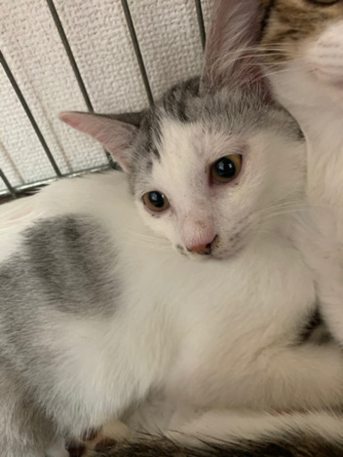 とっても美にゃん ねこ吉 薩摩の猫の里親募集 ジモティー とっても美にゃん ねこ吉 薩摩の猫の里親募集 ジモティー
