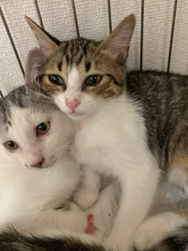 とっても美にゃん ねこ吉 薩摩の猫の里親募集 ジモティー とっても美にゃん ねこ吉 薩摩の猫の里親募集 ジモティー