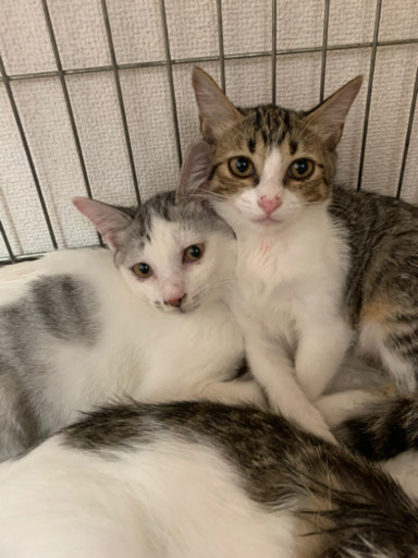 とっても美にゃん ねこ吉 薩摩の猫の里親募集 ジモティー とっても美にゃん ねこ吉 薩摩の猫の里親募集 ジモティー