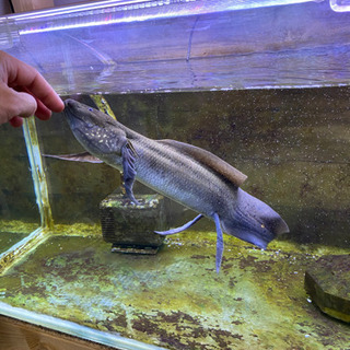 プロトプテルス、アンフィビウス　古代魚　熱帯魚　肺魚　ハイギョ