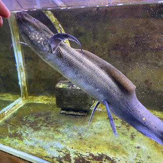 プロトプテルス、アンフィビウス　古代魚　熱帯魚　肺魚　ハイギョ