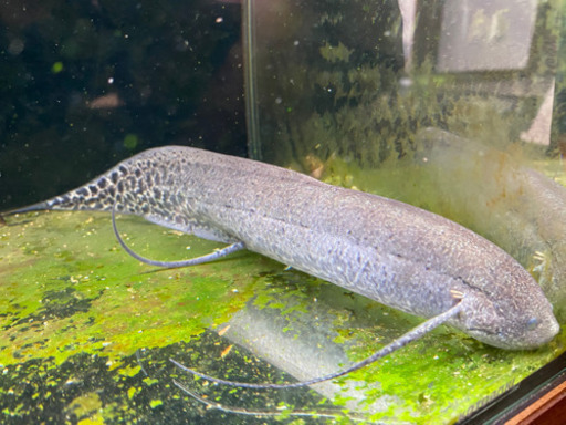 プロトプテルス、エチオピクス　ハイギョ　古代魚