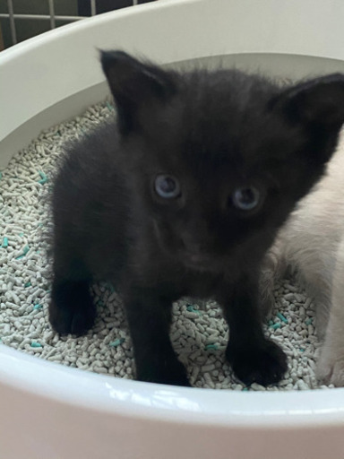 里親さん決まりました 黒猫 女の子 約1ヶ月半弱 ふくりん 呉の猫の里親募集 ジモティー 里親さん決まりました 黒猫 女の子 約1ヶ月半弱 ふくりん 呉の猫の里親募集 ジモティー