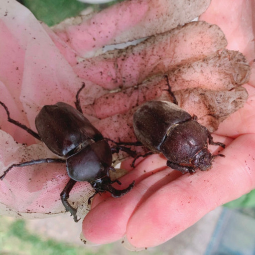 カブトムシ オス メス 300匹以上 ノコギリクワガタ コクワガタもたくさんいます みんみん 三ツ境のその他の中古あげます 譲ります ジモティーで不用品の処分 カブトムシ オス メス 300匹以上 ノコギリクワガタ コクワガタもたくさんいます みんみん 三ツ境のその他の中古あげます 譲ります ジモティーで不用品の処分