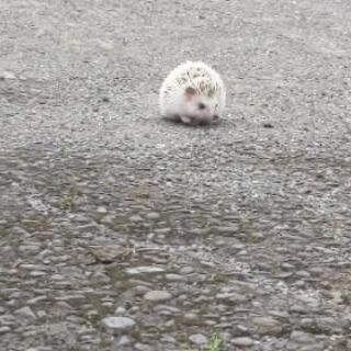 ハリネズミ 里親募集 宮崎県