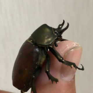 終了 人気5種類幼虫セット カブトムシクワガタ シーバ 新柴又のその他の中古あげます 譲ります ジモティーで不用品の処分 終了 人気5種類幼虫セット カブトムシクワガタ シーバ 新柴又のその他の中古あげます 譲ります ジモティーで不用品の処分