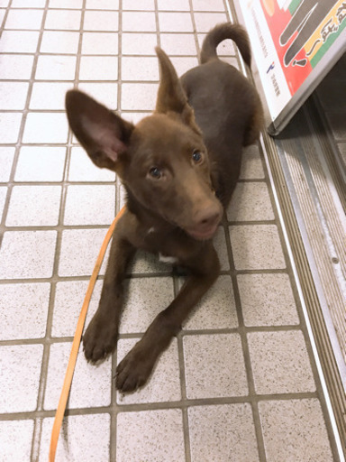 里親様決まりました 沢山のご応募ありがとうございました M 下妻の犬の里親募集 ジモティー 里親様決まりました 沢山のご応募ありがとうございました M 下妻の犬の里親募集 ジモティー