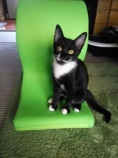生後4ヶ月の子猫の里親募集しています ちゃー 市川大門の猫の里親募集 ジモティー 生後4ヶ月の子猫の里親募集しています ちゃー 市川大門の猫の里親募集 ジモティー
